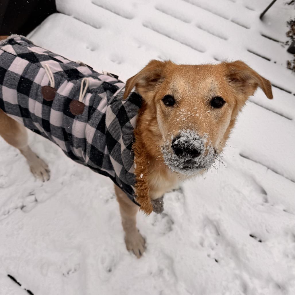 Angel, a Adoptable mixed breed in Springfield, MO image 2/6