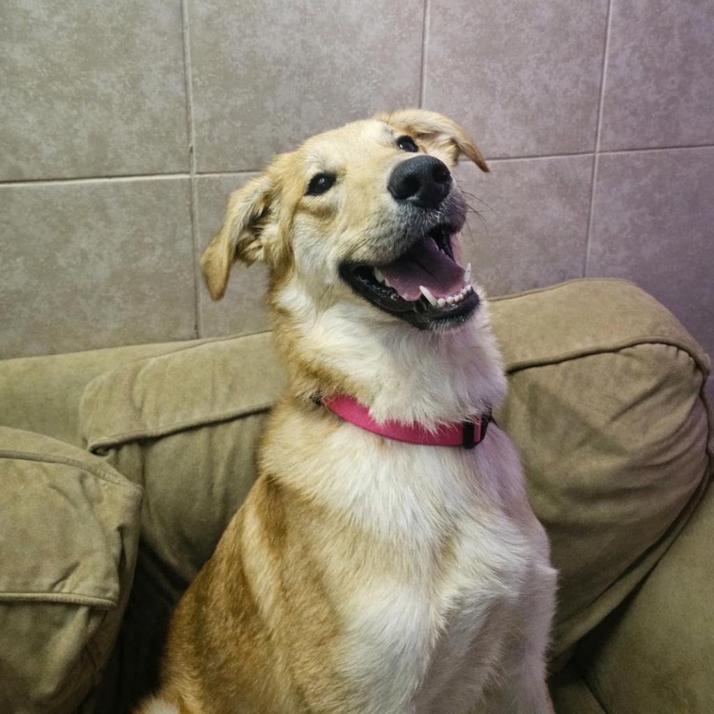 Angel, a Adoptable mixed breed in Springfield, MO image 3/6