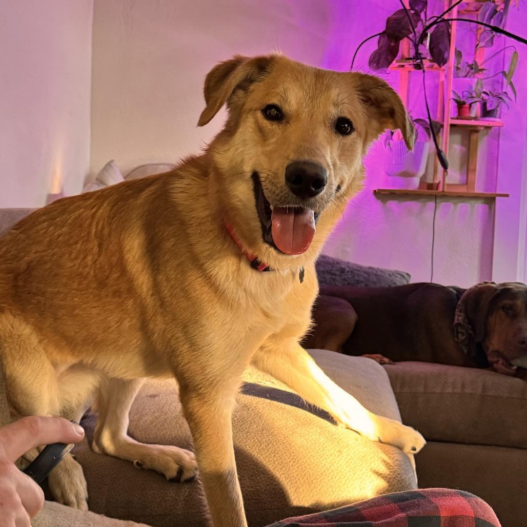 Angel, a Adoptable mixed breed in Springfield, MO image 4/6