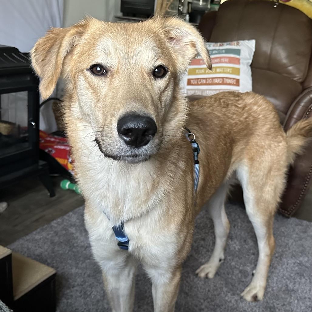 Angel, a Adoptable mixed breed in Springfield, MO image 5/6