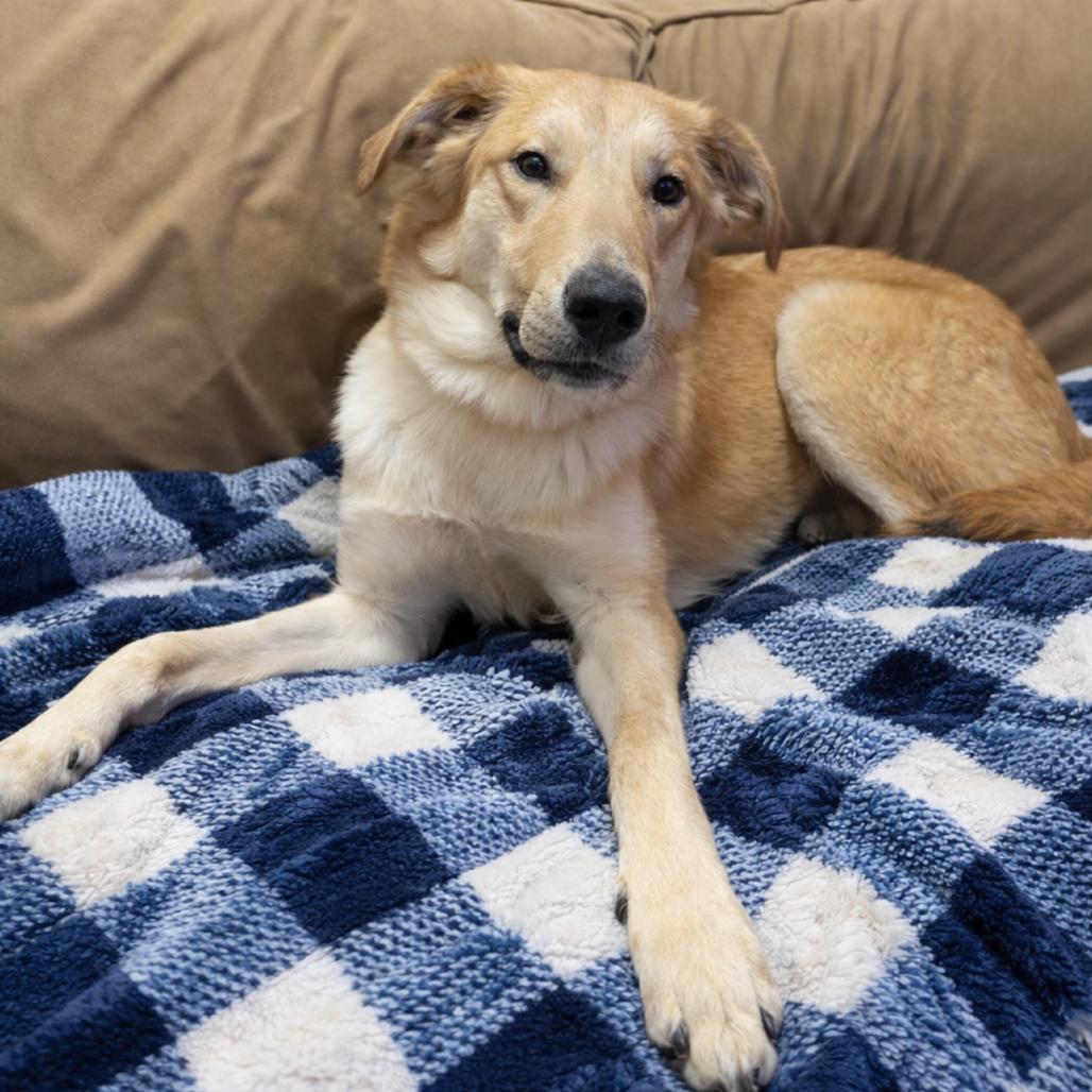 Angel, a Adoptable mixed breed in Springfield, MO image 6/6