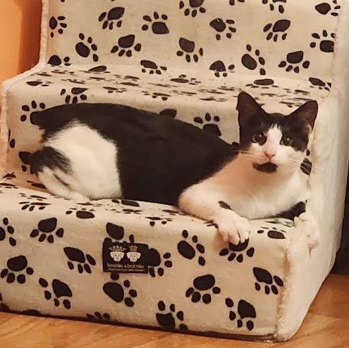 Enlarge Hershey, a Adoptable American Bobtail in Boston, MA image 4/6