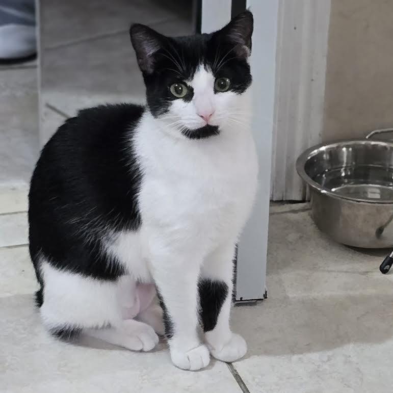 Enlarge Hershey, a Adoptable American Bobtail in Boston, MA image 5/6