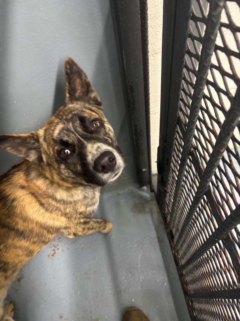 Chin, Adoptable, Young Male Belgian Shepherd / Malinois & Mixed Breed.