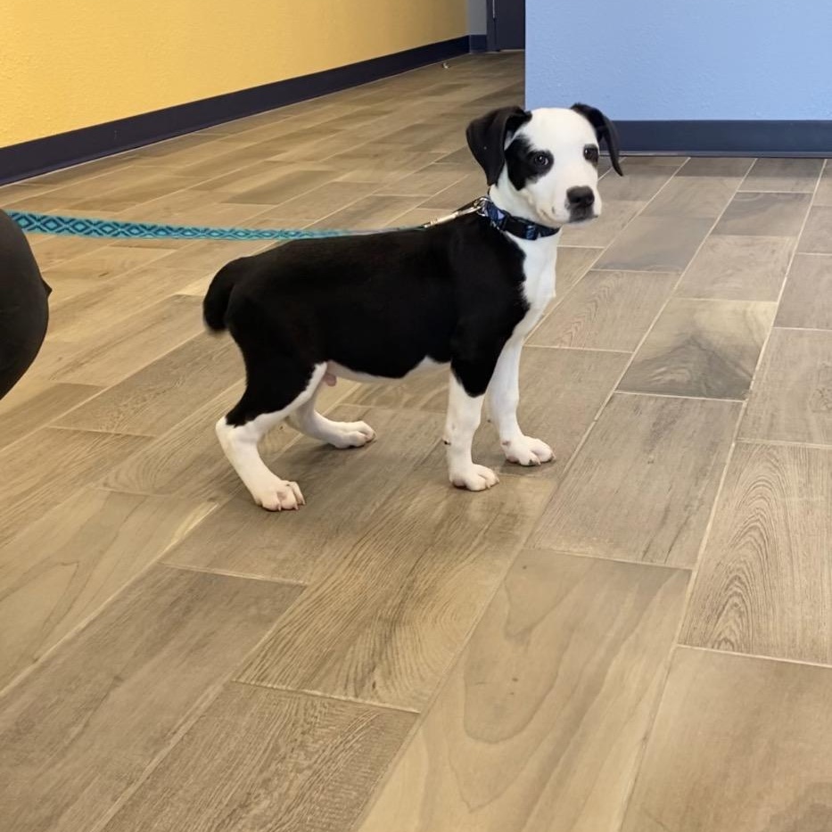 Enlarge Larry, a ADOPTABLE mixed breed in Nevada, MO image 1/1