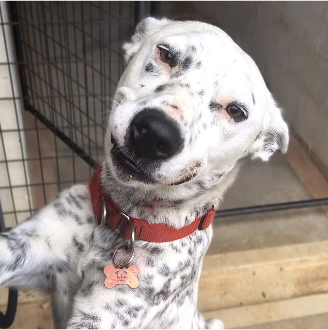 Dice, Adoptable, Adult Male Mixed Breed.