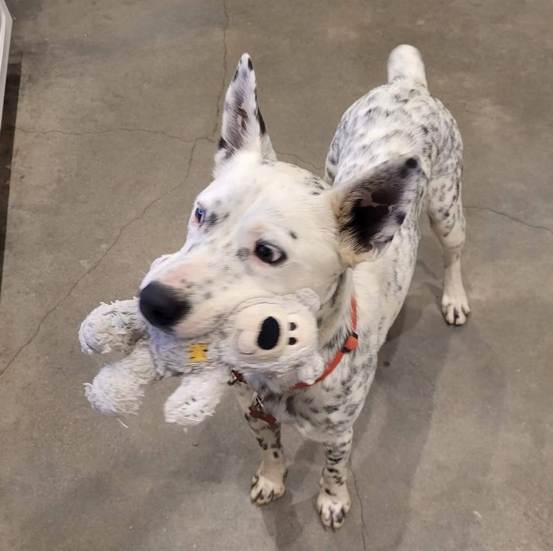 Dice, a Adoptable mixed breed in Marble Falls, TX image 2/2