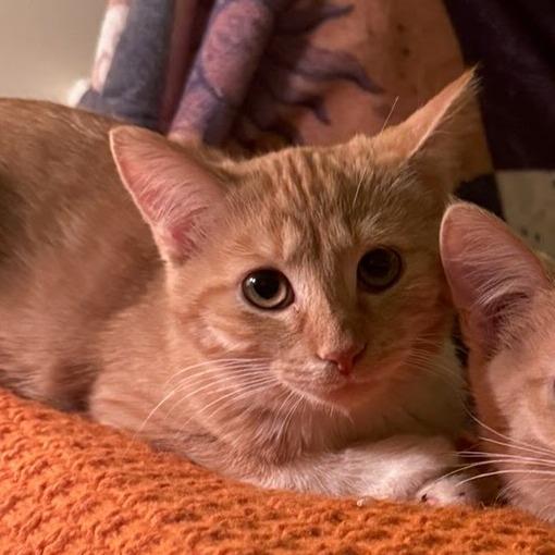 Enlarge Macadamia, an adopted Domestic Short Hair in Evanston, IL image 1/1