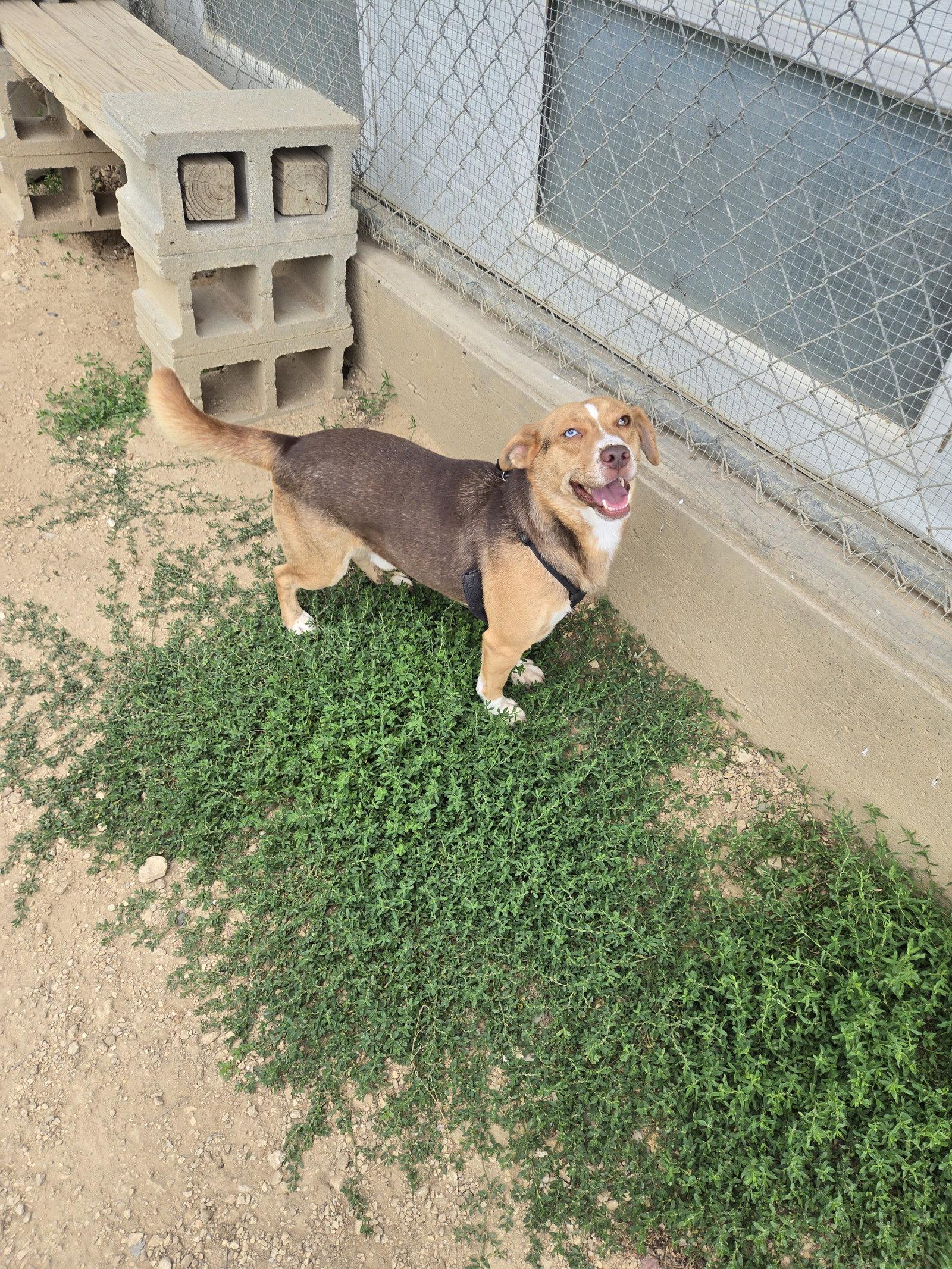 Enlarge Butterscotch, a Adoptable mixed breed in Maquoketa, IA image 1/1