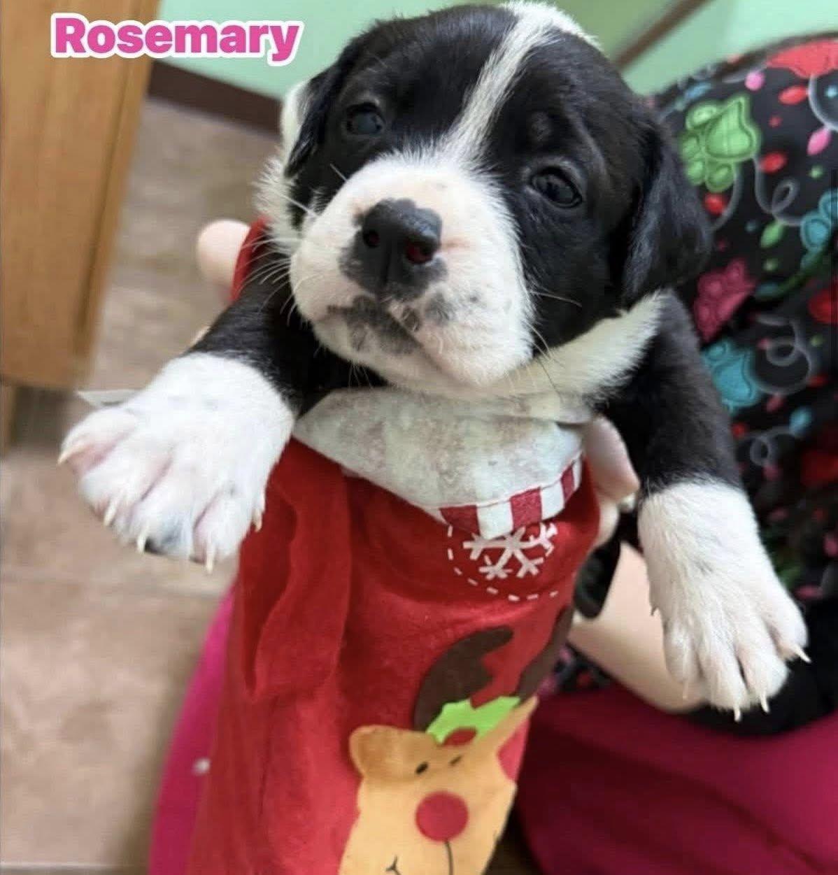 Rosemary — thumbnail 2