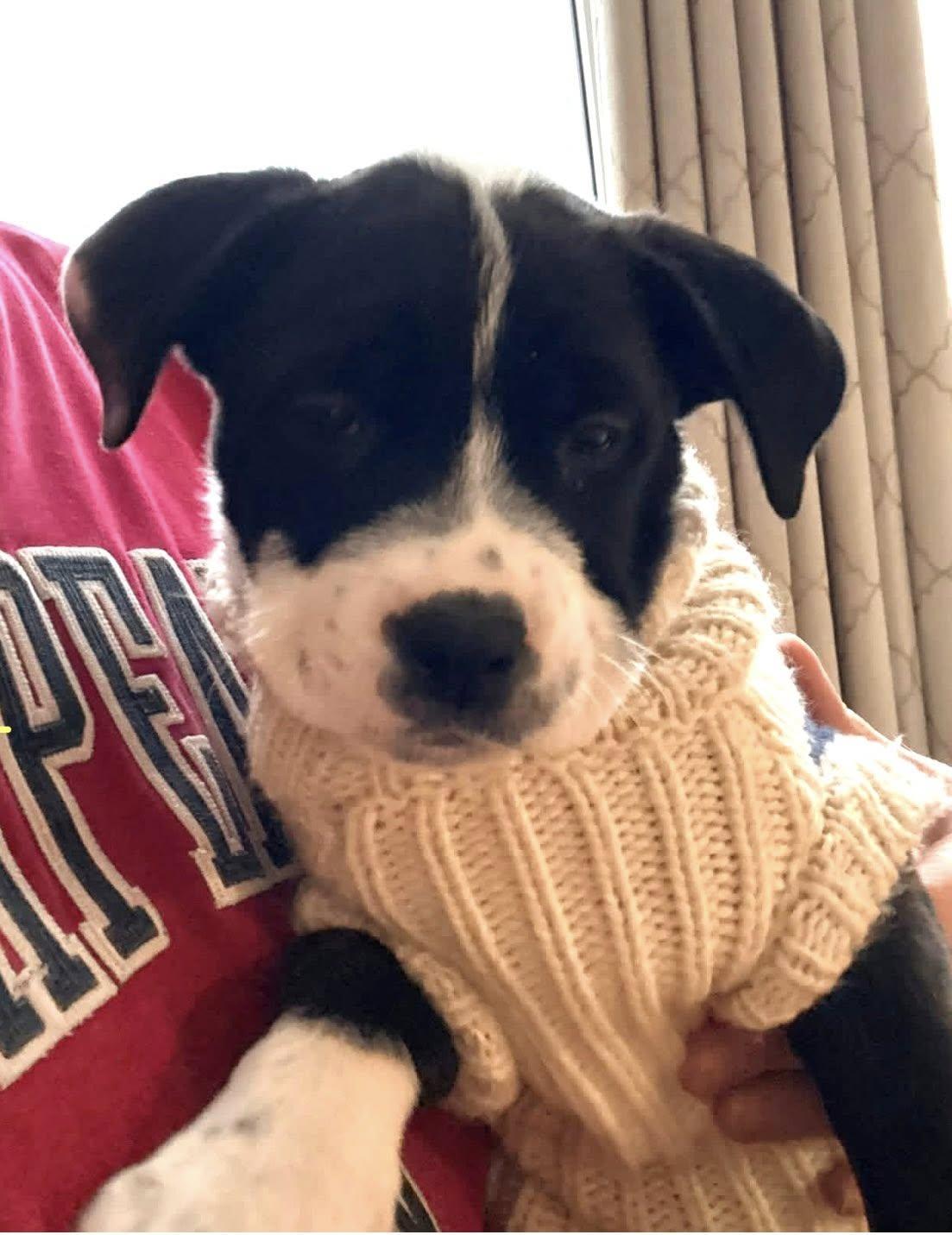 Rosemary — thumbnail 3