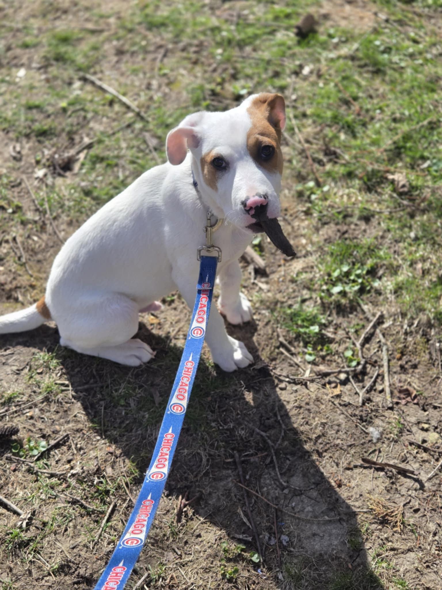Latte, Adoptable, Puppy Male Great Pyrenees & Border Collie.
