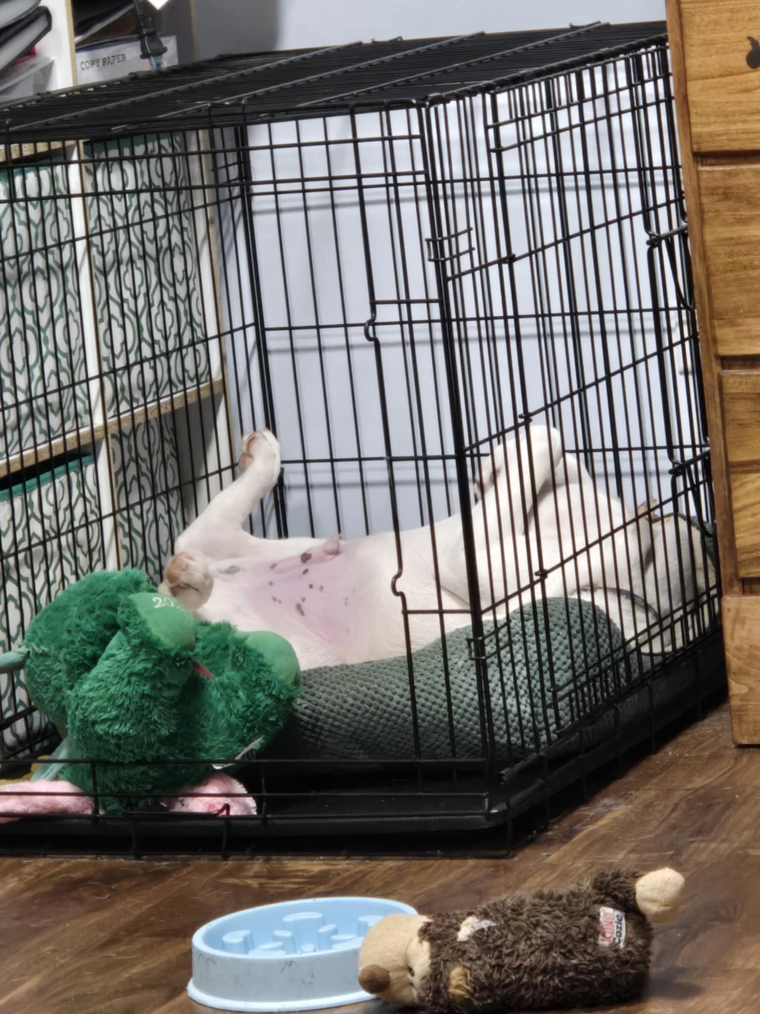 Latte, an adopted mixed breed in Crystal Lake, IL image 3/6