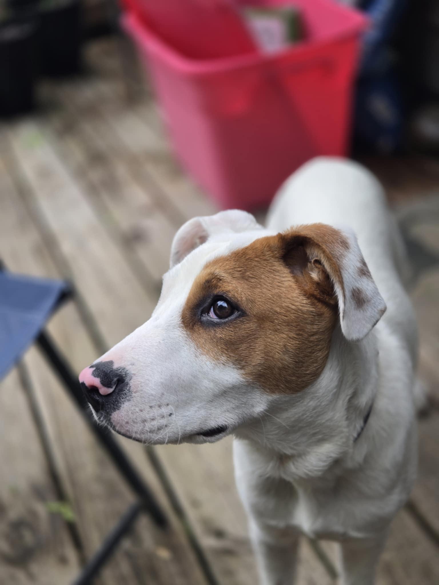 Latte, an adopted mixed breed in Crystal Lake, IL image 4/6