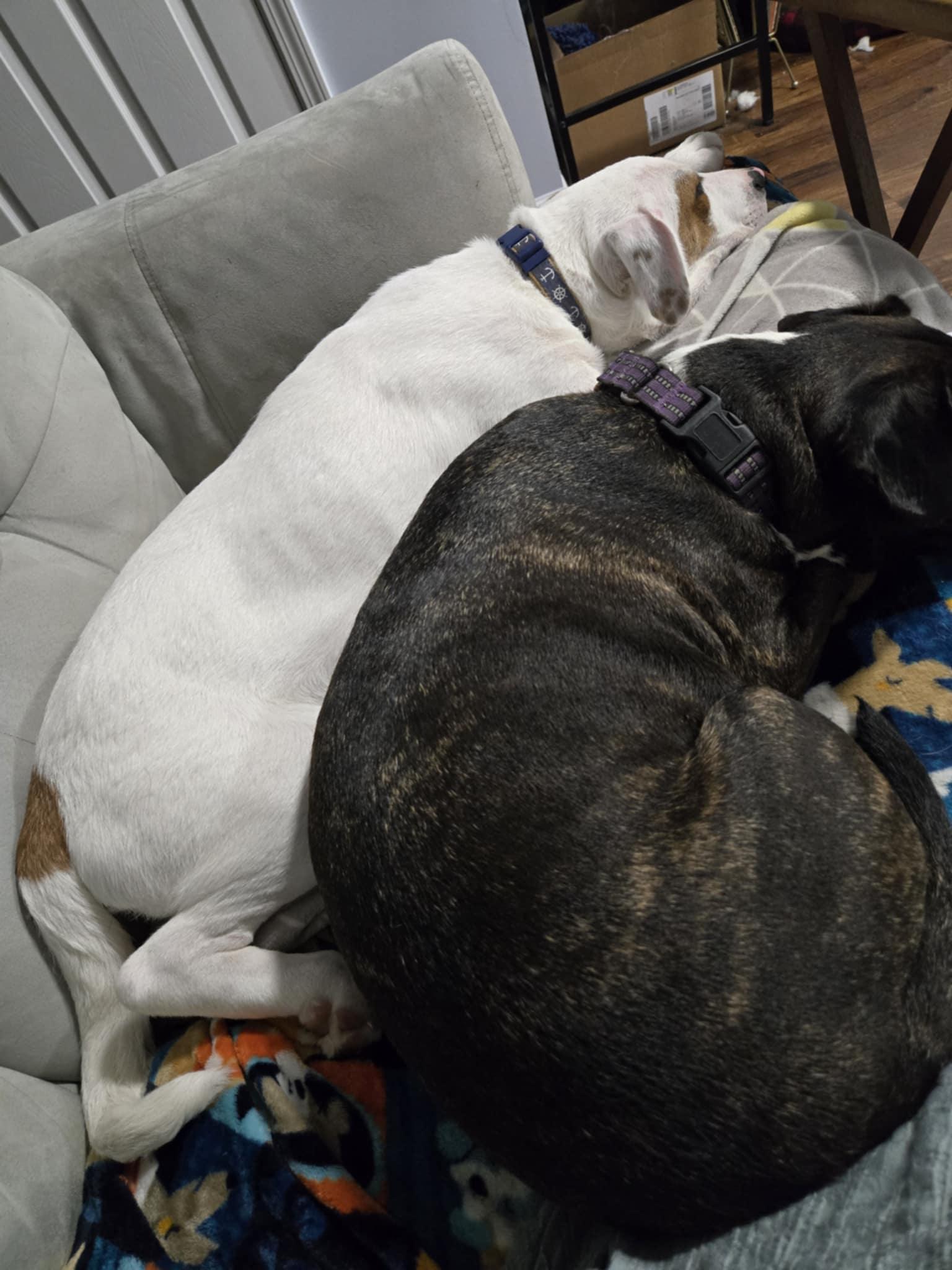 Latte, an adopted mixed breed in Crystal Lake, IL image 5/6