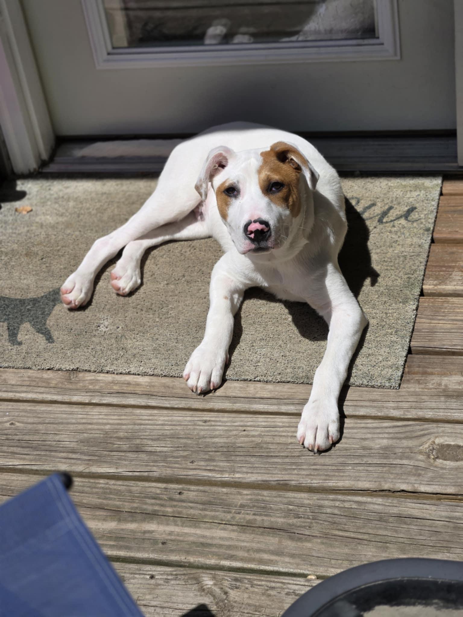 Latte, an adopted mixed breed in Crystal Lake, IL image 2/6
