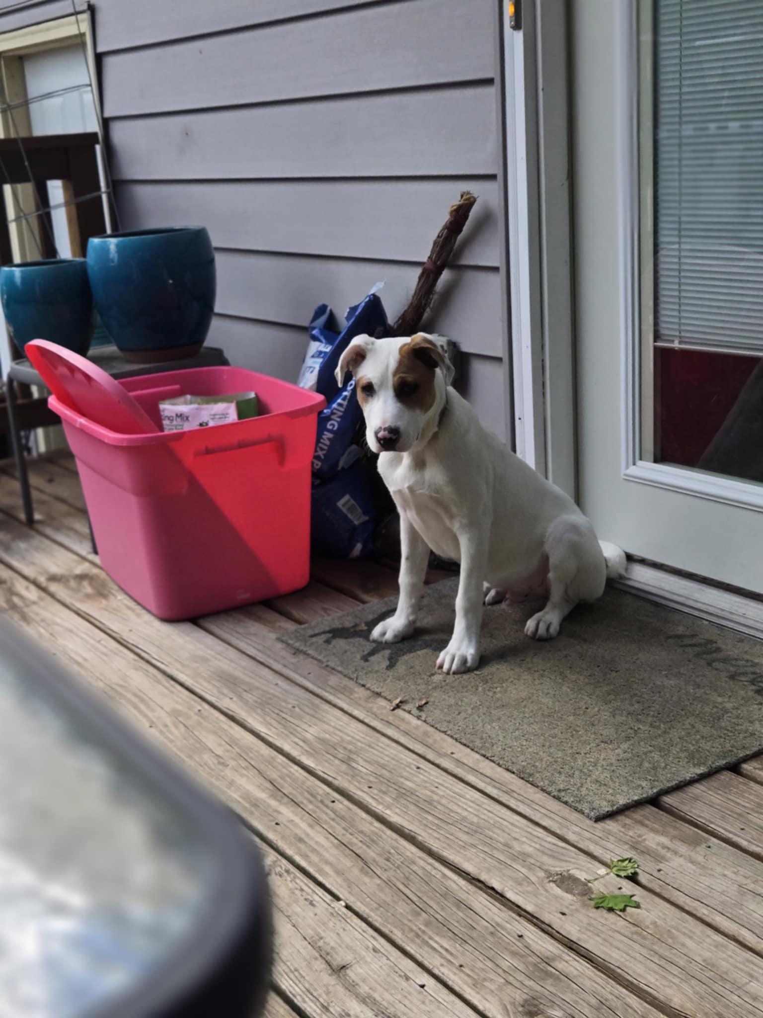 Latte, an adopted mixed breed in Crystal Lake, IL image 6/6
