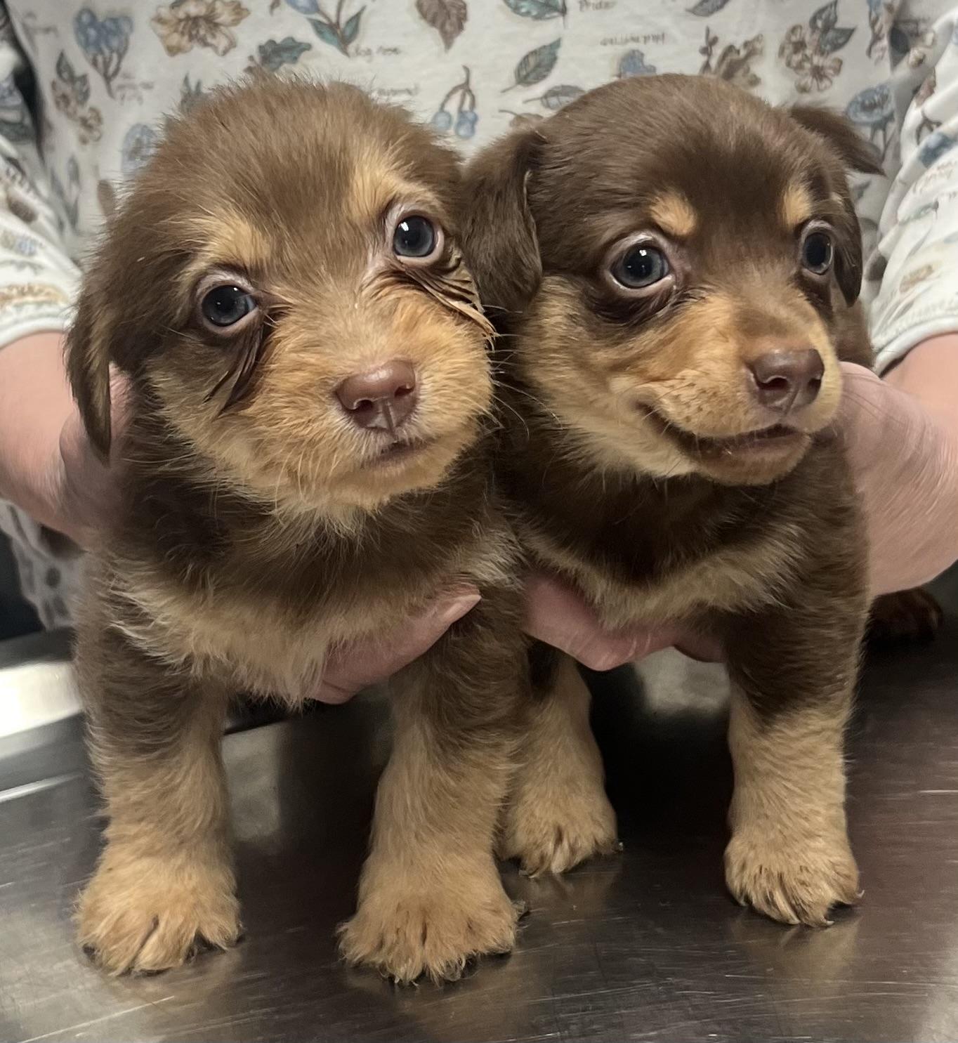 Puppies girls