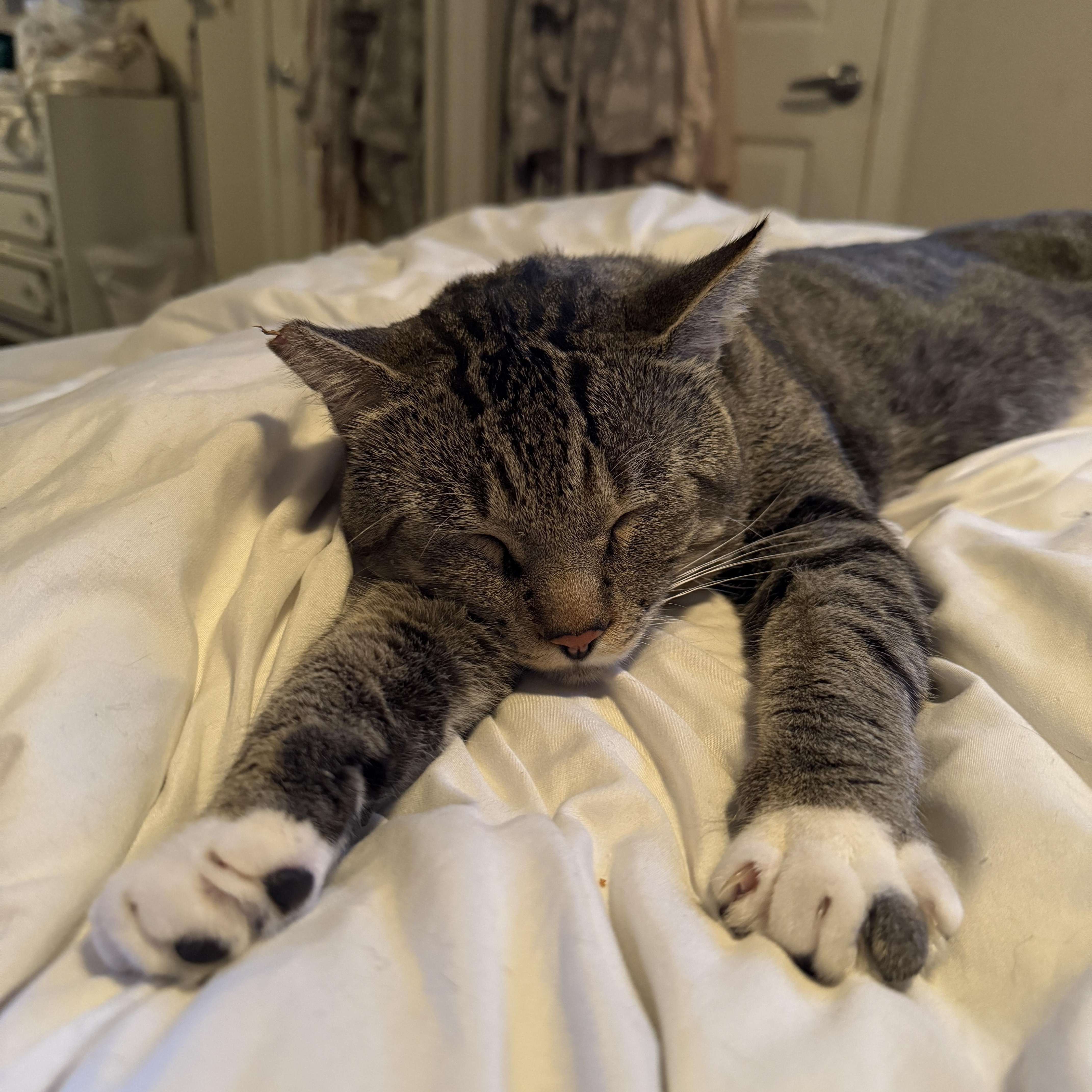 Stretch, Adoptable, Adult Male Domestic Short Hair.