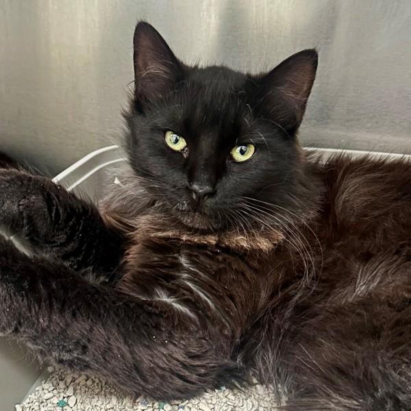 Seabreeze, Adoptable, Young Female Domestic Medium Hair.