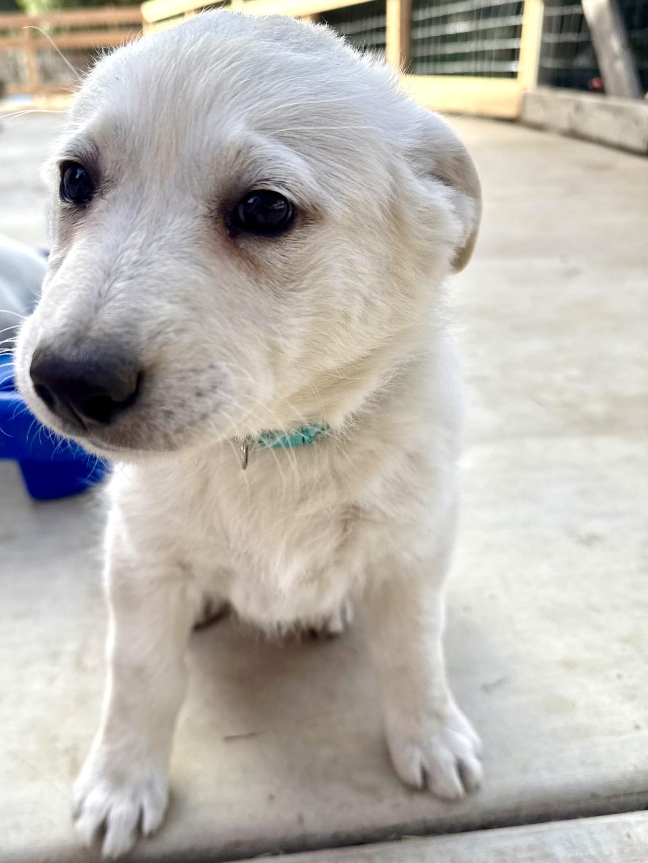 Icee, adopted, Puppy Female Flat-Coated Retriever & Pyrenean Shepherd.