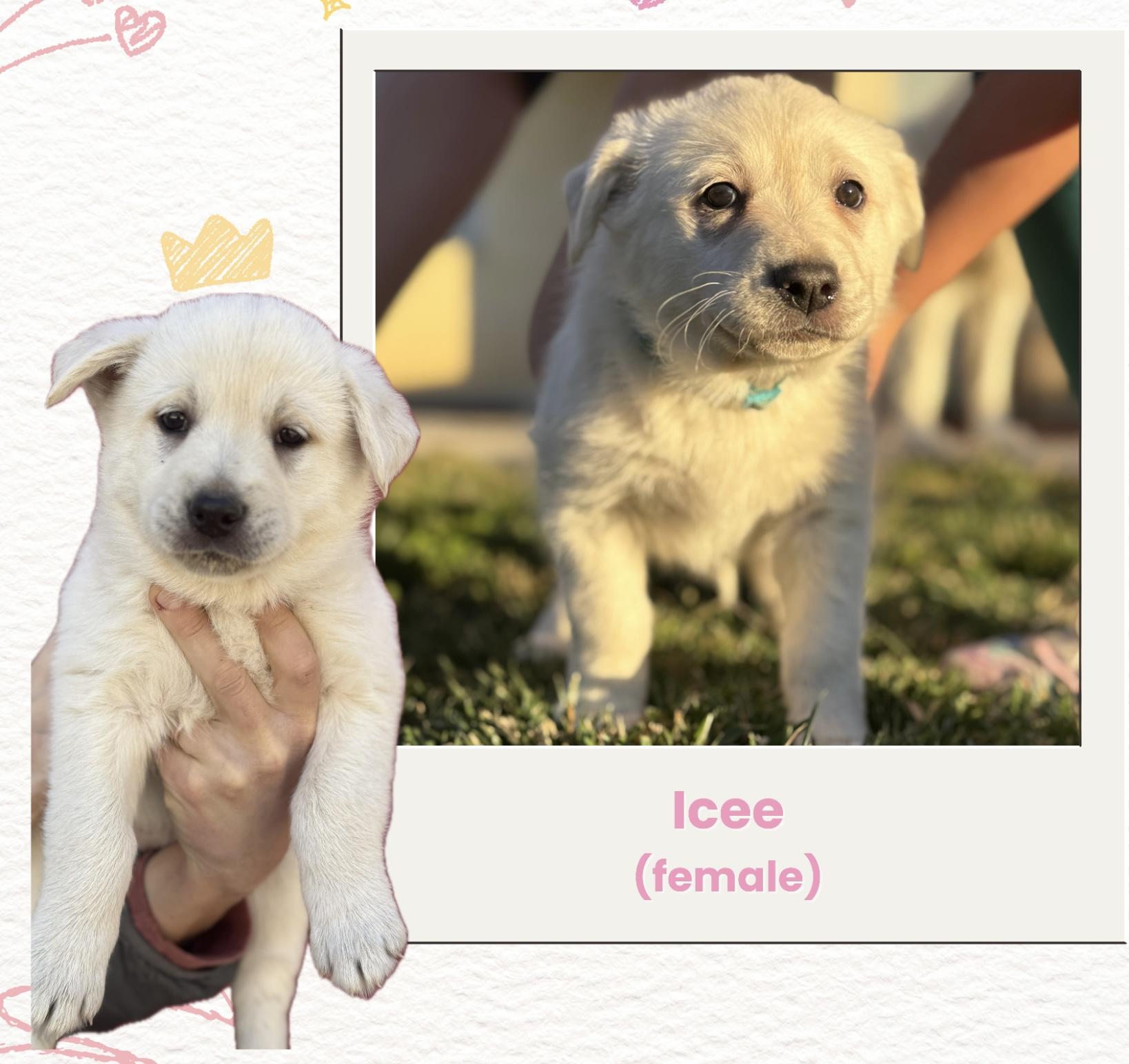 Enlarge Icee, an adopted mixed breed in Los Angeles, CA image 3/4