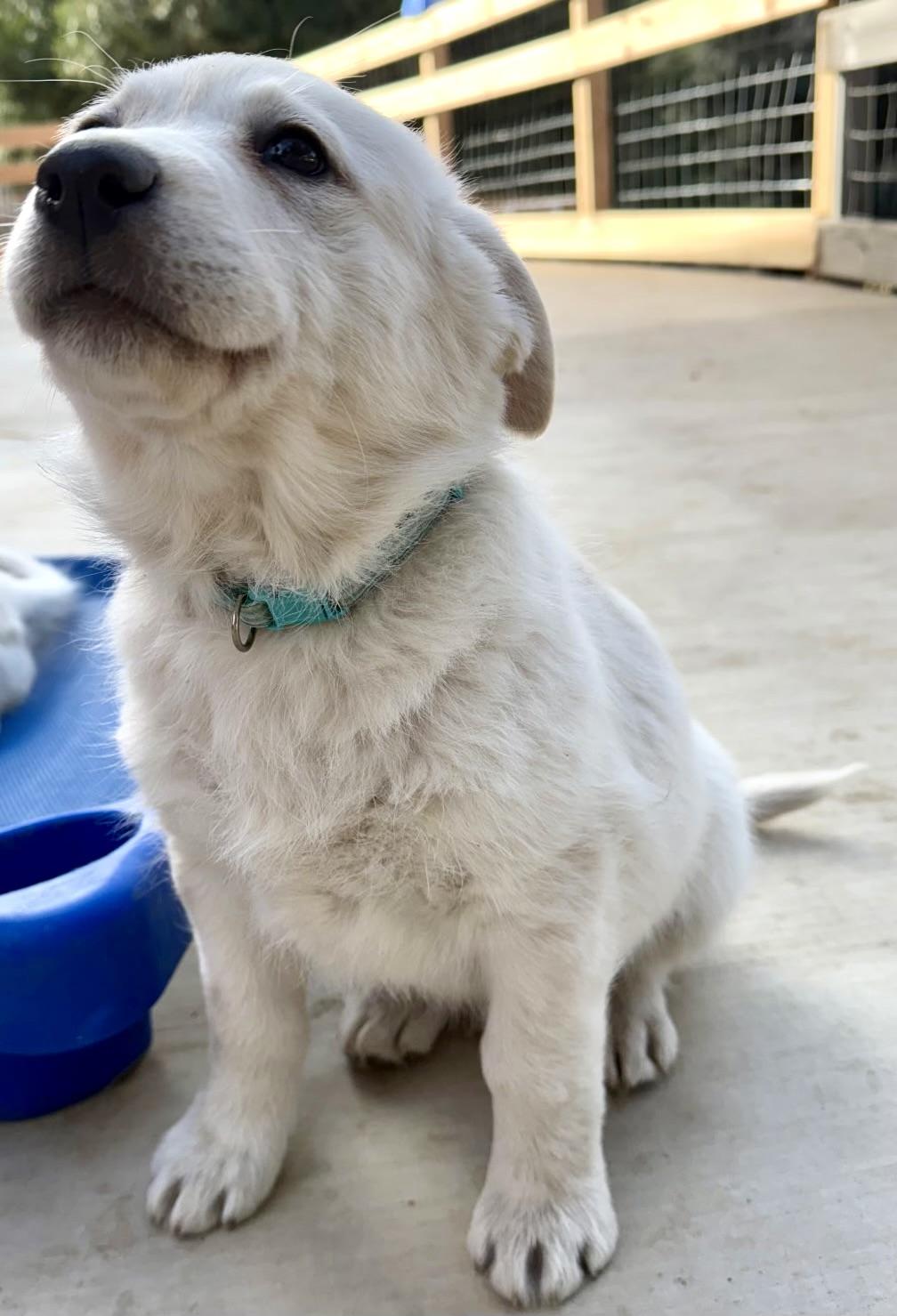 Enlarge Icee, an adopted mixed breed in Los Angeles, CA image 2/4