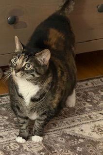 Amelia, a ADOPTABLE Domestic Short Hair in Lemoyne, PA image 4/4