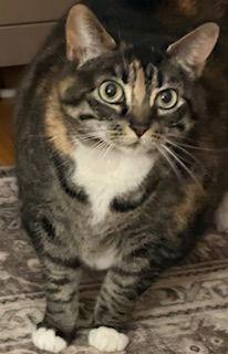 Amelia, a ADOPTABLE Domestic Short Hair in Lemoyne, PA image 3/4