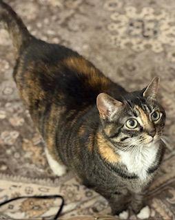 Amelia, a ADOPTABLE Domestic Short Hair in Lemoyne, PA image 2/4