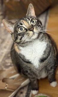 Amelia, a ADOPTABLE Domestic Short Hair in Lemoyne, PA image 1/4