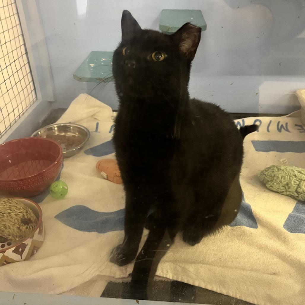 Sugar, Adoptable, Adult Female Domestic Short Hair.