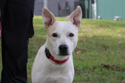 Enlarge Calla, a Adoptable mixed breed in Kansas City, MO image 1/3