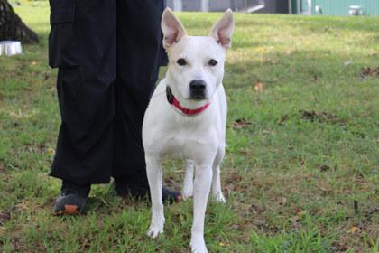 Enlarge Calla, a Adoptable mixed breed in Kansas City, MO image 2/3
