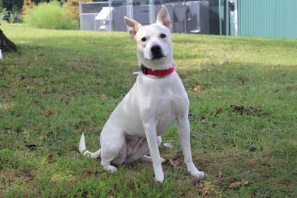 Enlarge Calla, a Adoptable mixed breed in Kansas City, MO image 3/3