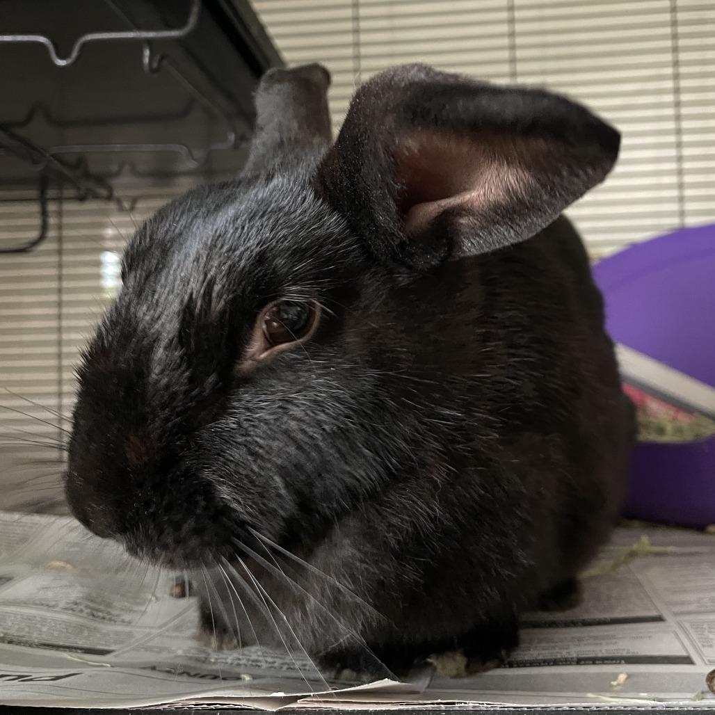 Clover, Adoptable, Adult Female American.