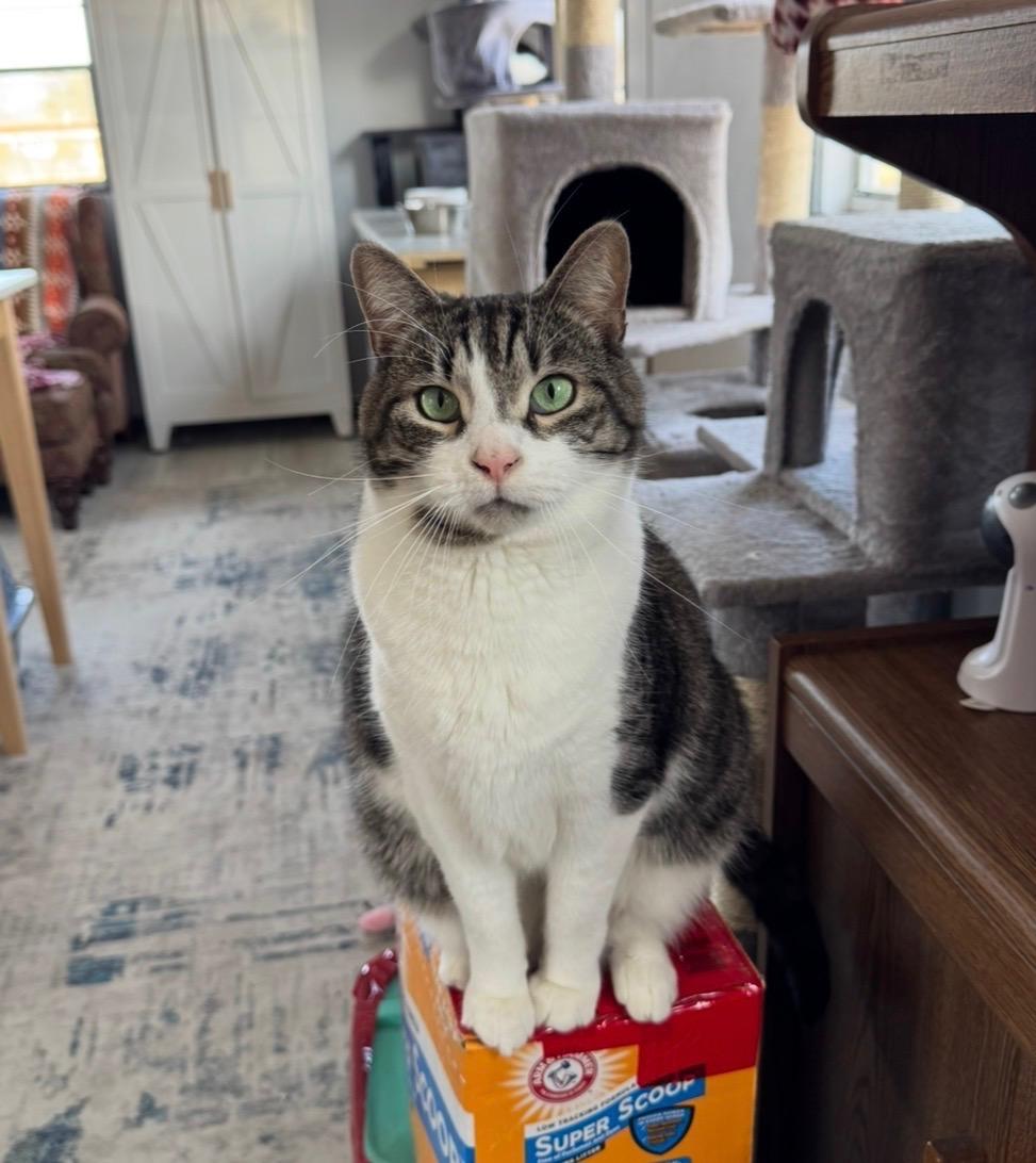 Louie, Adoptable, Adult Male Tabby.