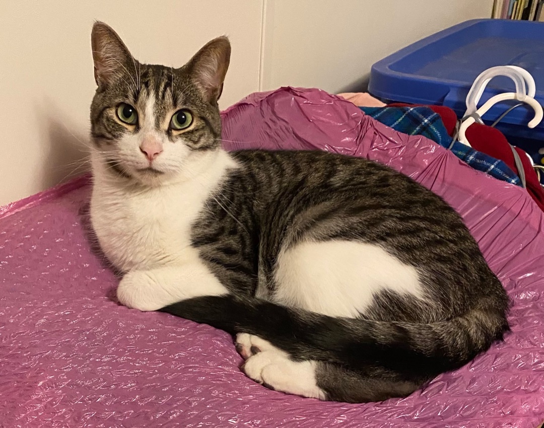 Louie, a Adoptable Tabby in Goshen, IN image 1/2