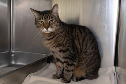 Amigo — thumbnail 2