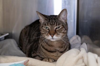 Amigo — thumbnail 3