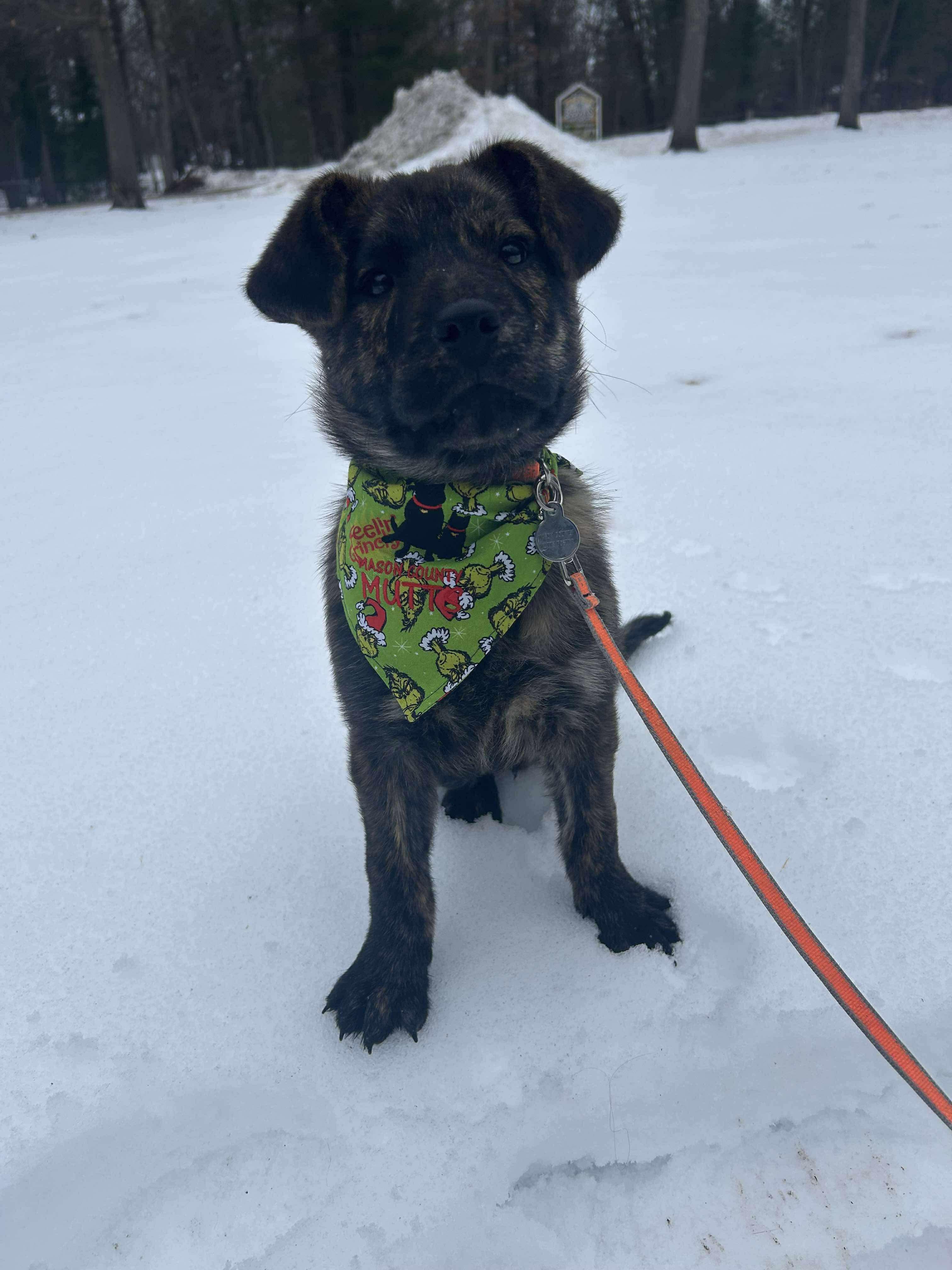 KODIAK , a ADOPTABLE mixed breed in Ludington, MI image 4/5