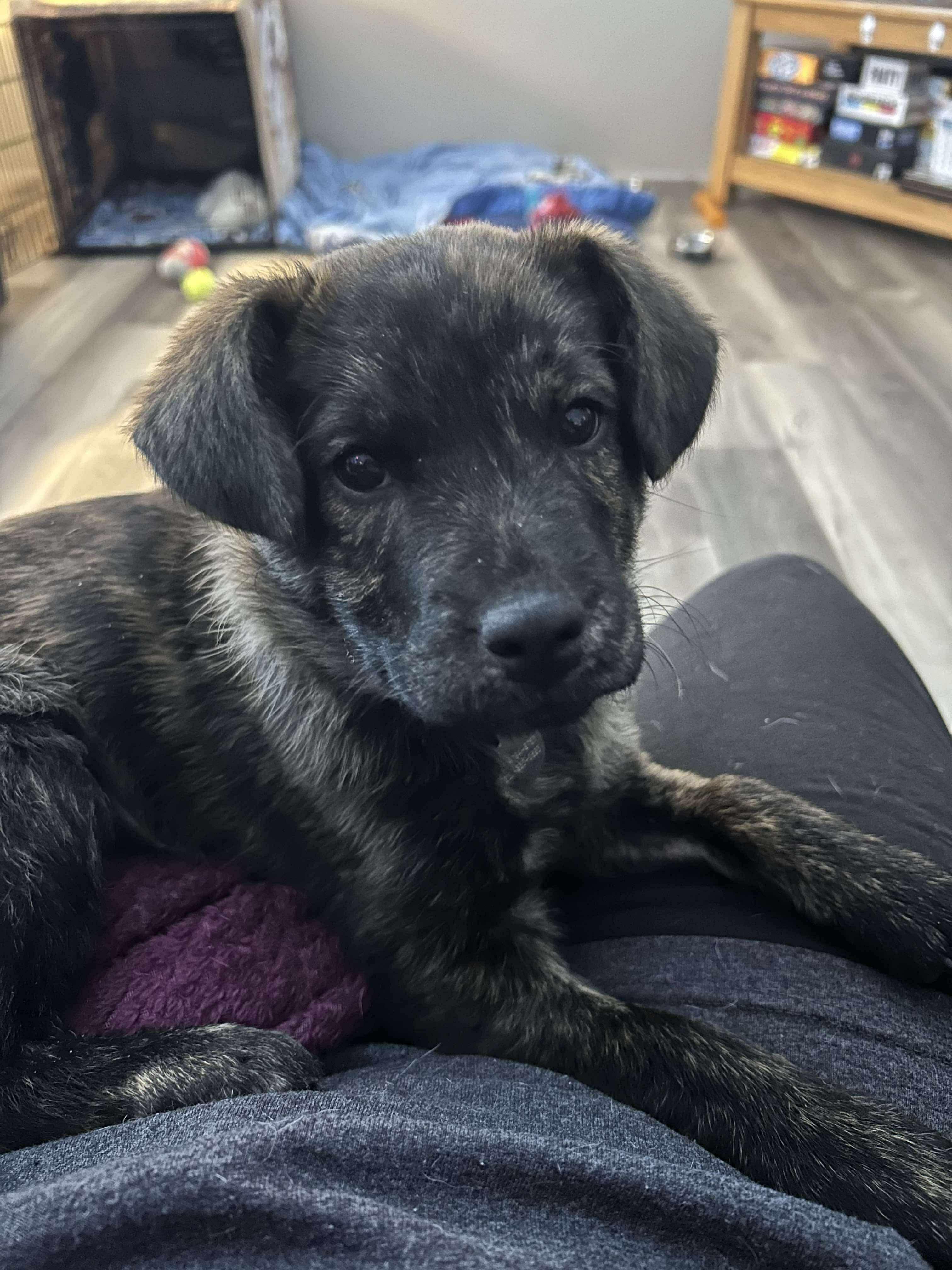 KODIAK , a ADOPTABLE mixed breed in Ludington, MI image 1/5