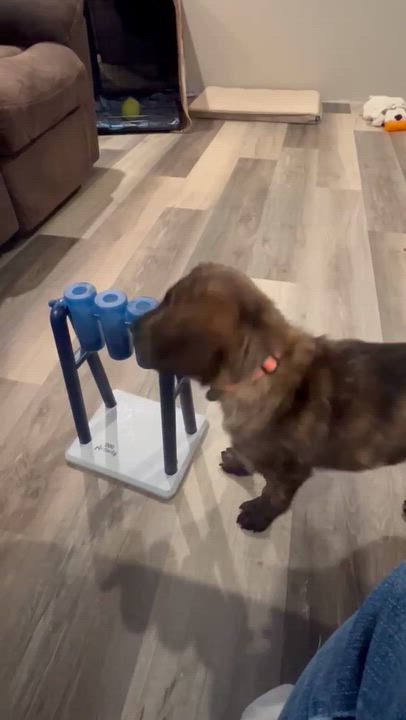 Enlarge KODIAK , a ADOPTABLE mixed breed in Ludington, MI video 5/5