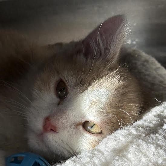 Enlarge Muffin, a Adoptable Domestic Short Hair in Saint Cloud, MN image 1/3