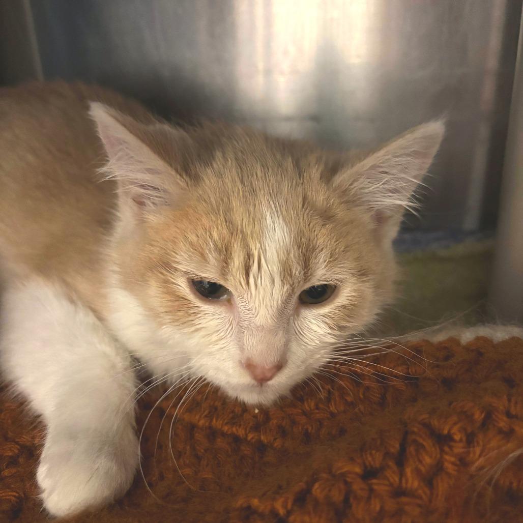 Enlarge Muffin, a Adoptable Domestic Short Hair in Saint Cloud, MN image 2/3