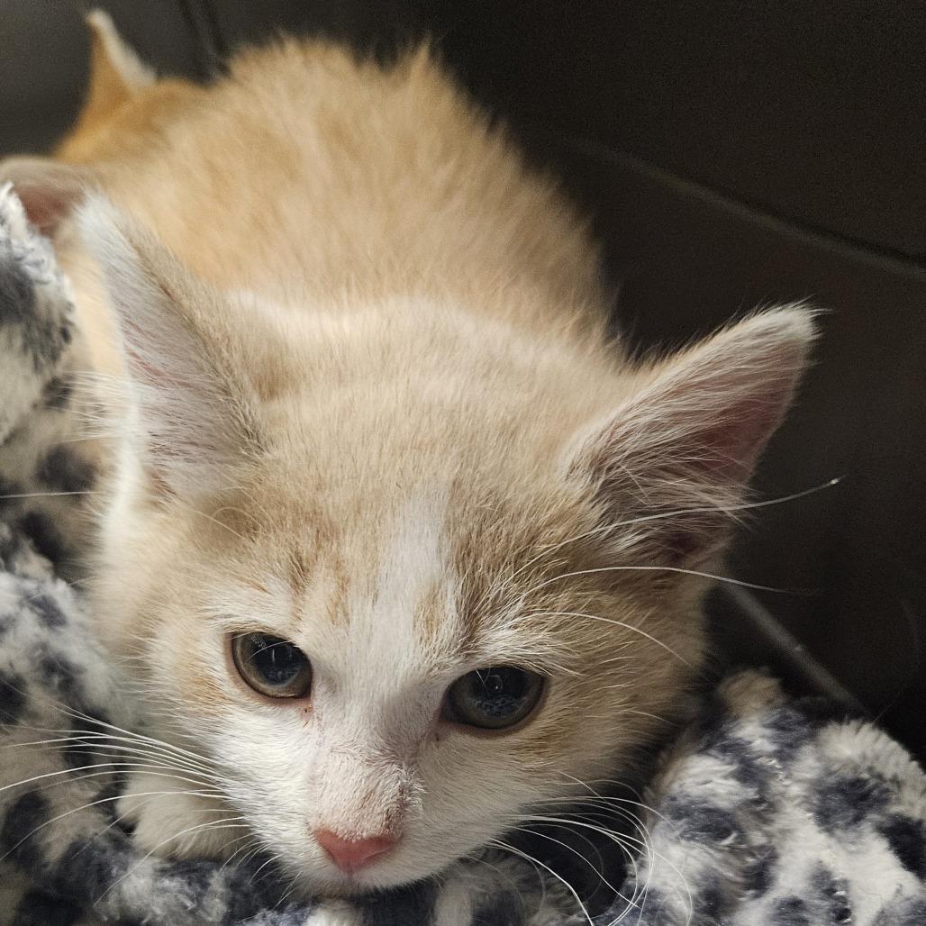 Enlarge Muffin, a Adoptable Domestic Short Hair in Saint Cloud, MN image 3/3