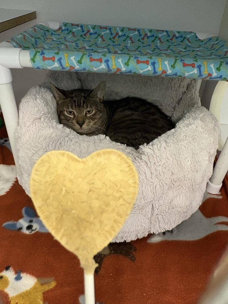 Enlarge Great Catsby, a Adoptable Domestic Short Hair in Trenton, ME image 4/5