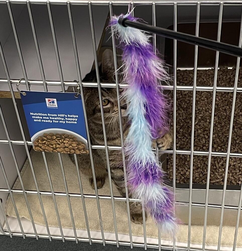 Enlarge Great Catsby, a Adoptable Domestic Short Hair in Trenton, ME image 5/5