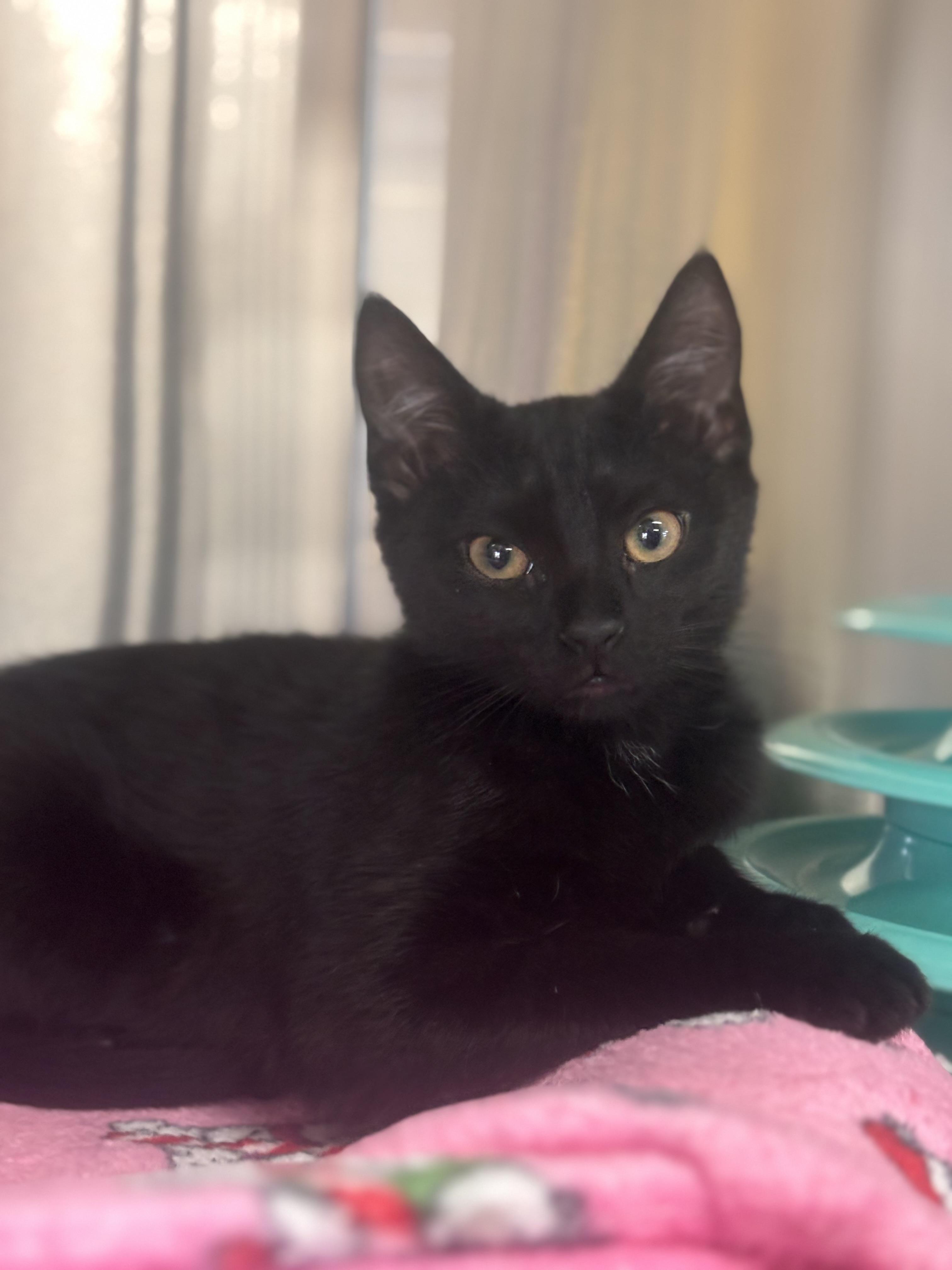 Gretel, an adopted Domestic Short Hair in Collierville, TN image 3/3