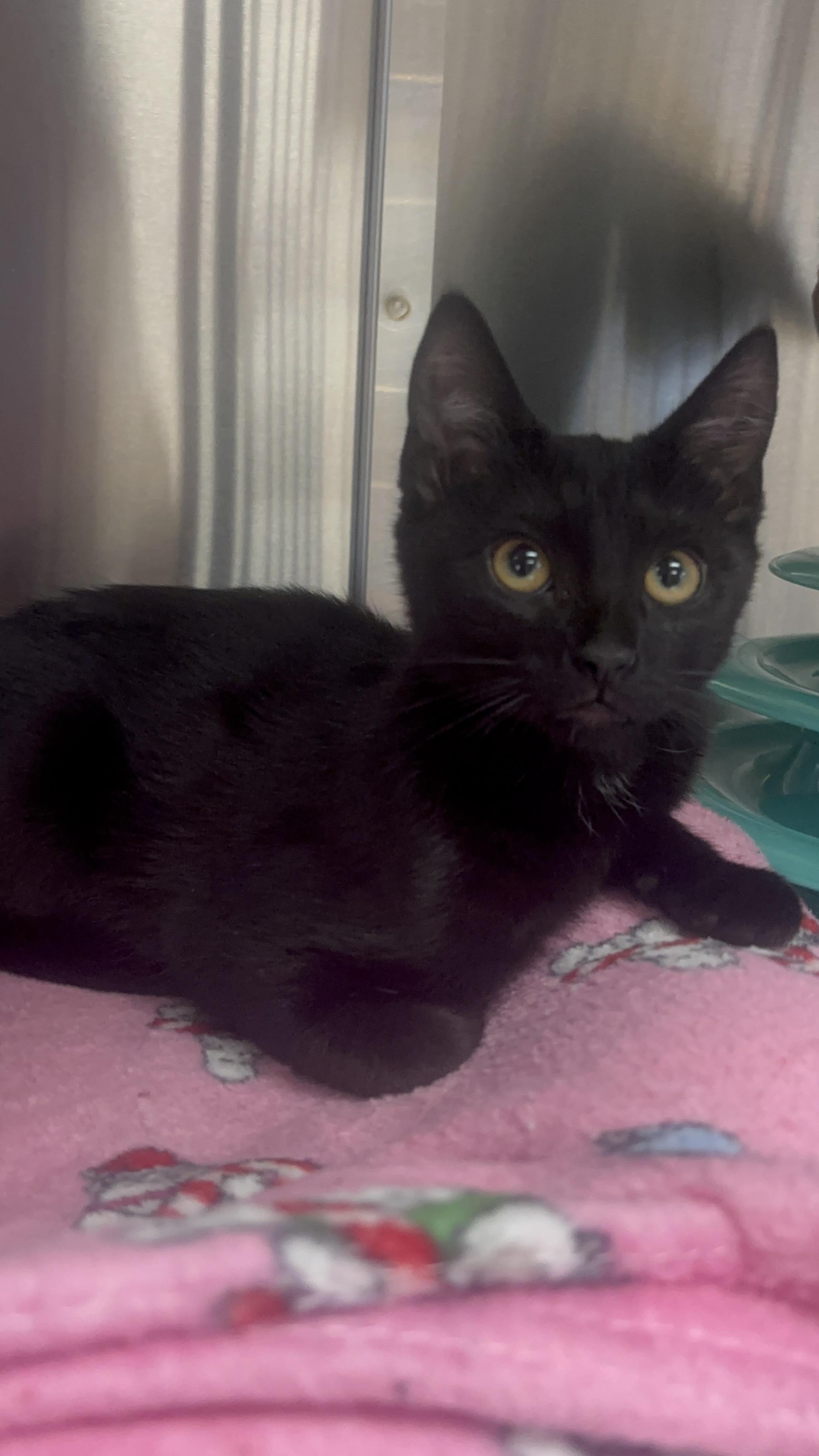 Gretel, an adopted Domestic Short Hair in Collierville, TN image 1/3